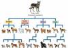 कुत्ते की चाल का इतिहास कुत्ते किस प्रकार के प्राणियों की तरह चलते हैं?
