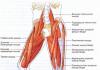 Comment se présenter et comment gérer le fardeau'язів стегна?