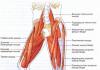 कैसे दिखाना है और बोझ कैसे संभालना है'язів стегна?