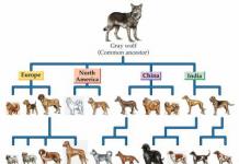 História do passeio de um cachorro Com que tipo de criaturas os cães andam?